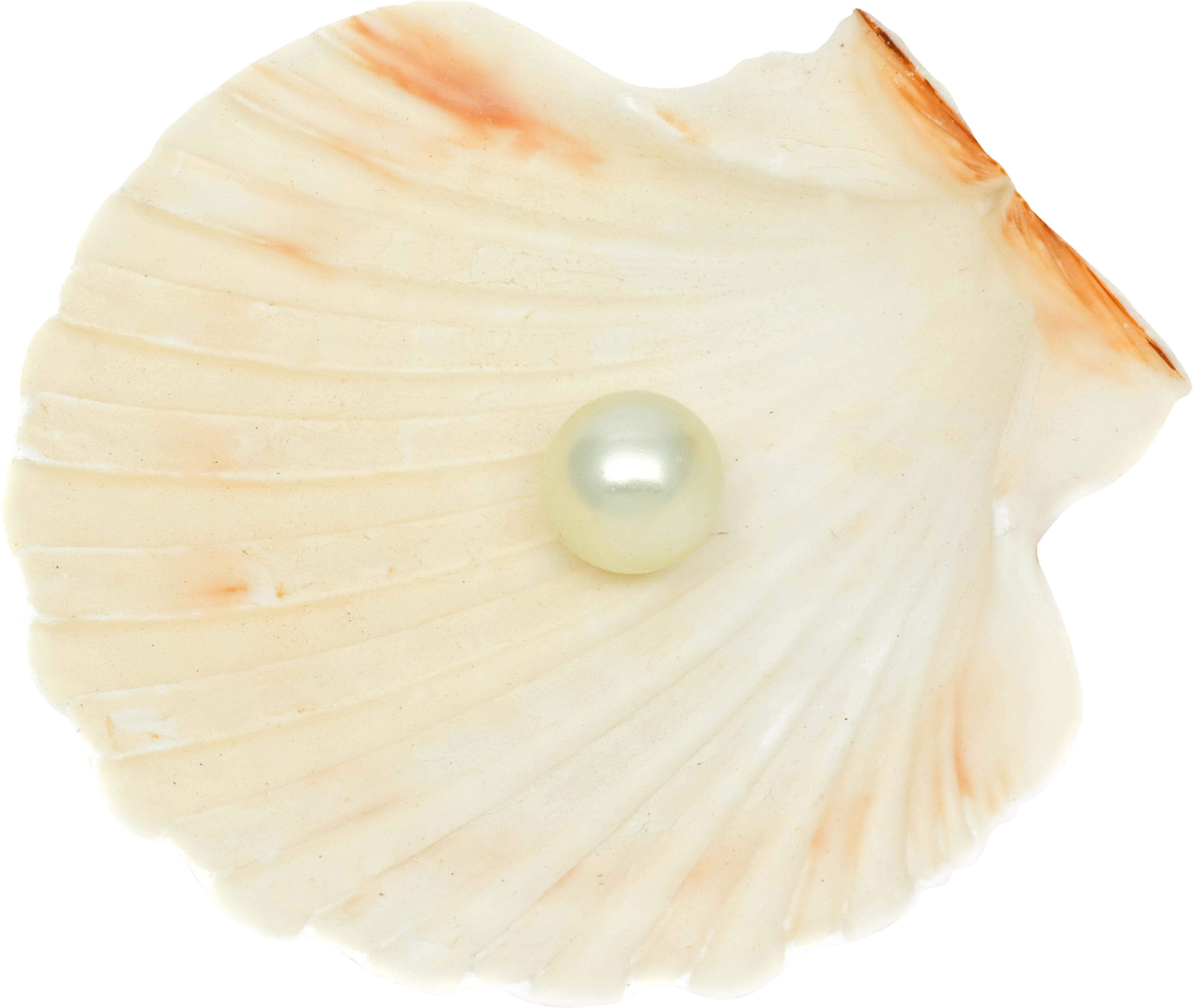 Pearlon Scallop Shell