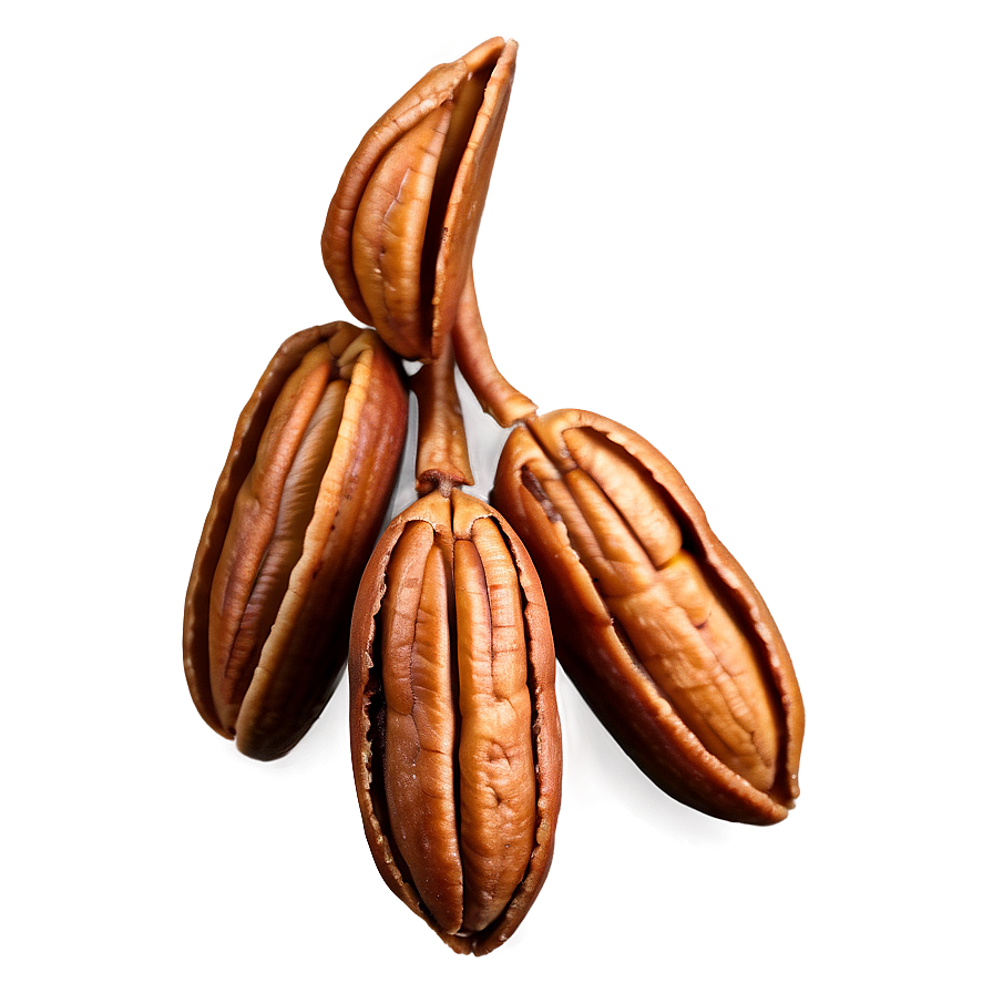 Pecan Cluster Png 06272024