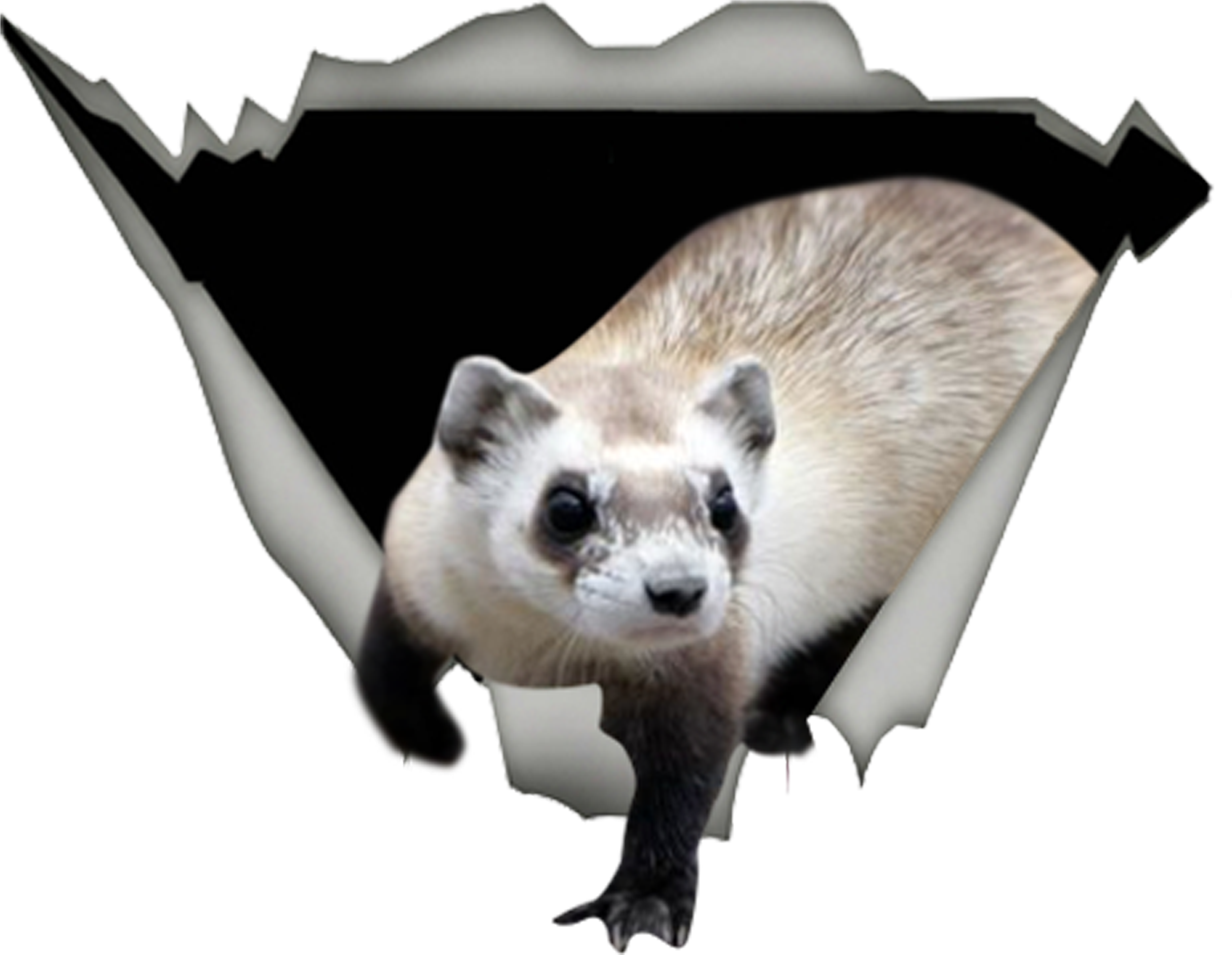 Peeking Ferret Graphic