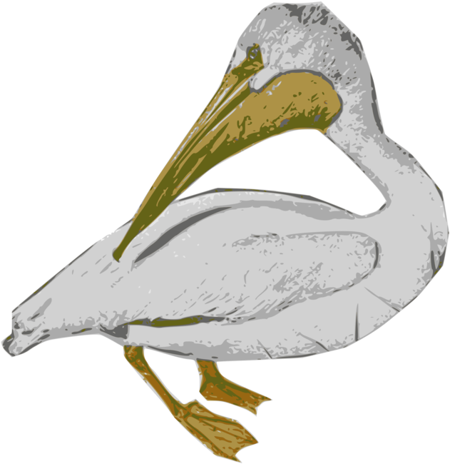 Pelican Illustration Artwork