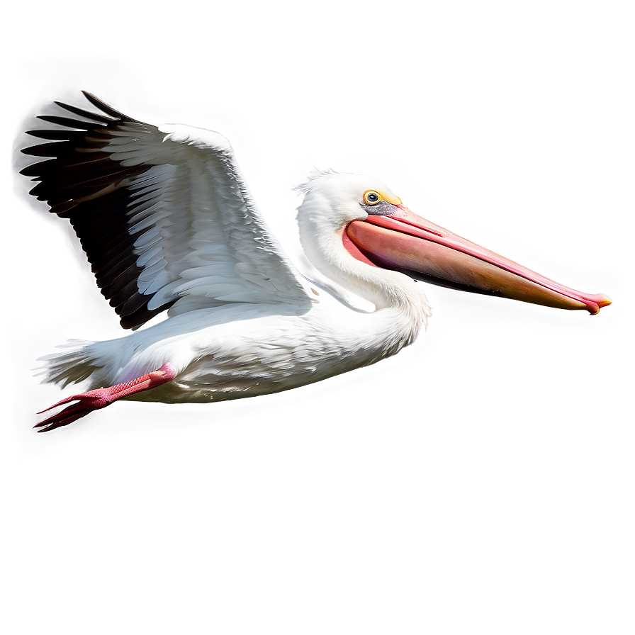 Pelican In Action Scene Png 45