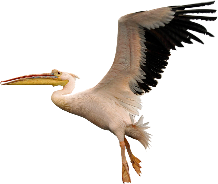 Pelican In Flight.png