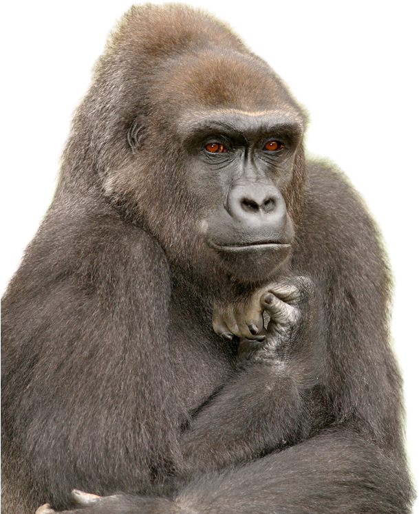 Pensive Gorilla Portrait