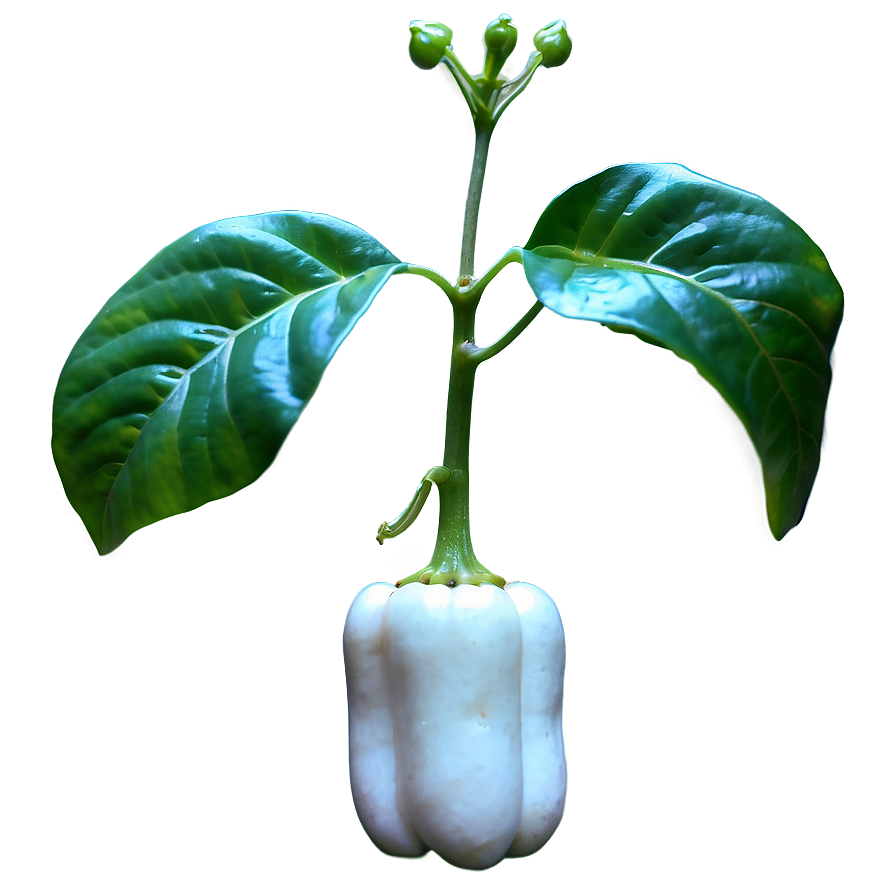 Pepper Plant Png 05242024