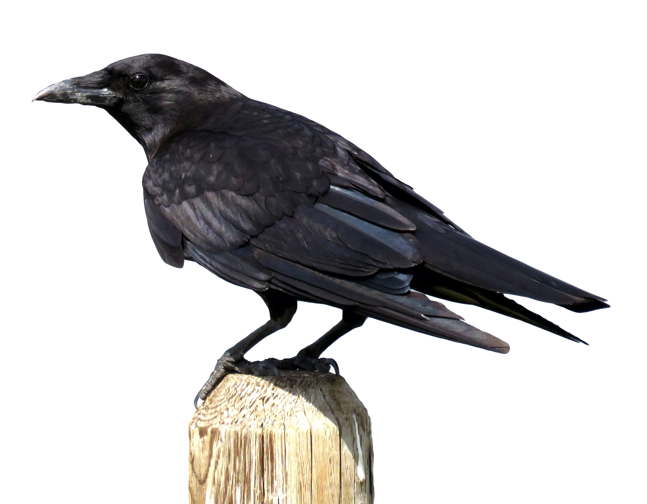 Perched Black Crow