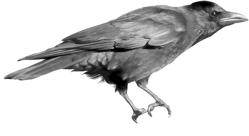 Perched Crow Gray Scale