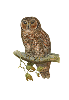 Perched Owl Artwork