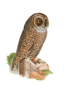 Perched Owl Illustration