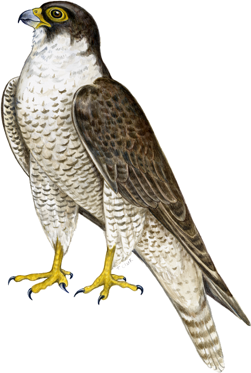 Peregrine Falcon Illustration