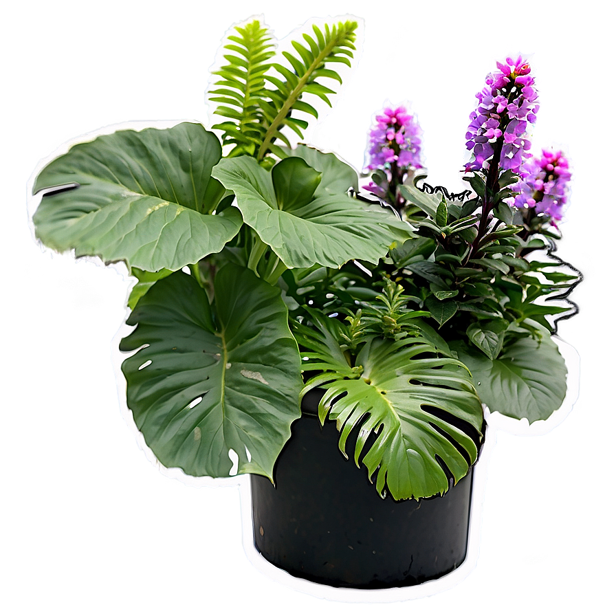 Perennial Plants Png 13