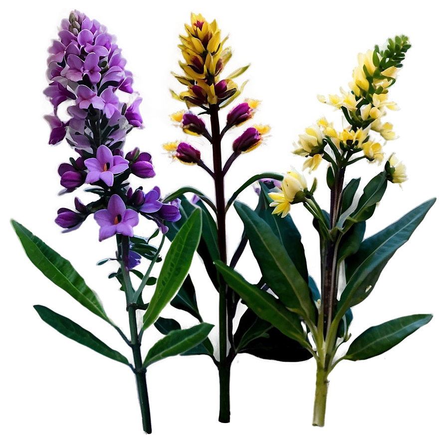 Perennial Plants Png Jun