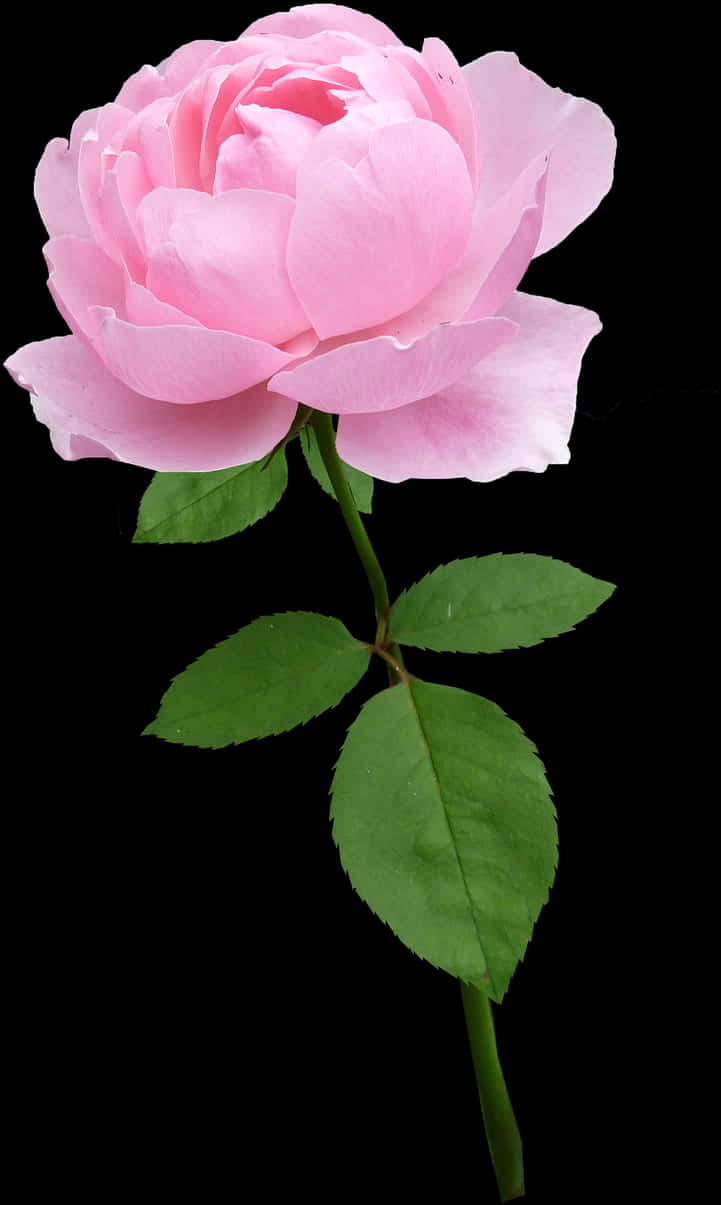 Perfect Pink Rose Black Background