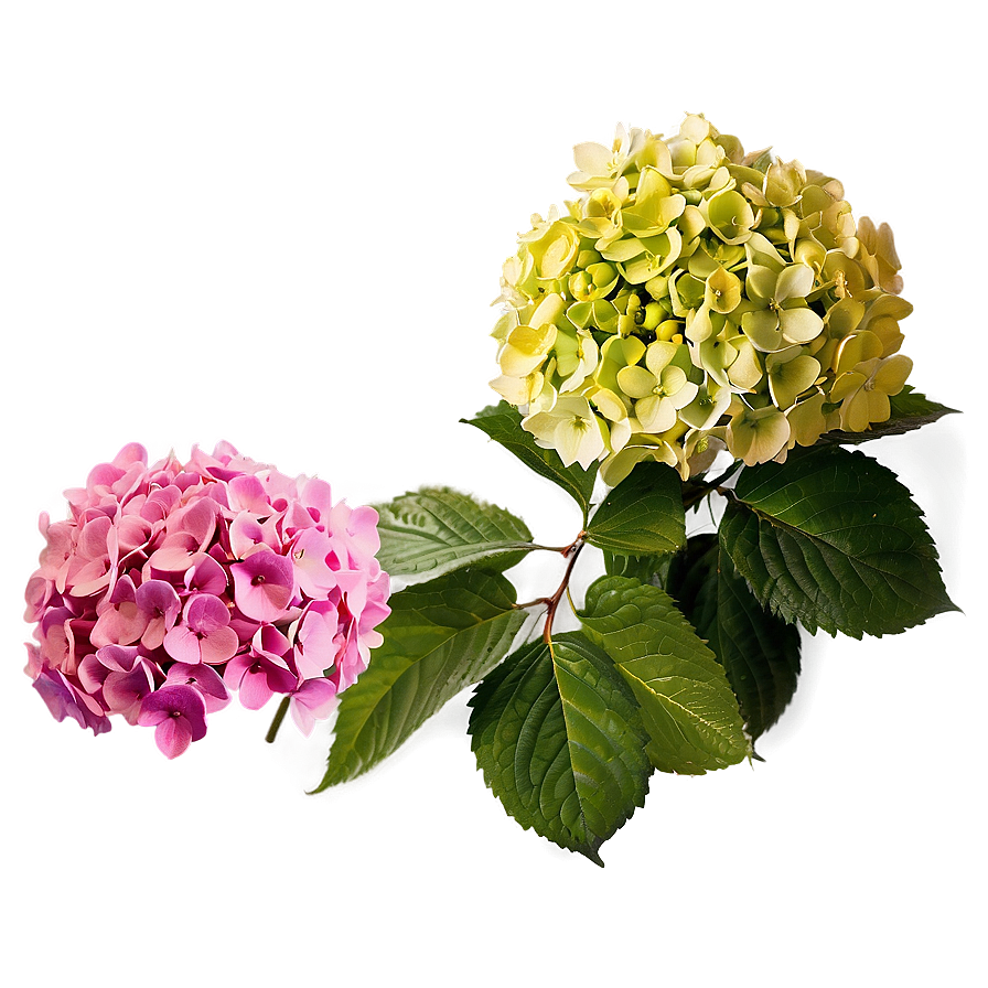 Period Hydrangea Cluster Png 44