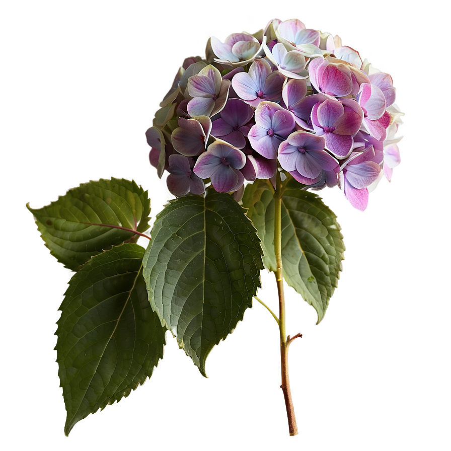 Period Hydrangea Cluster Png 78