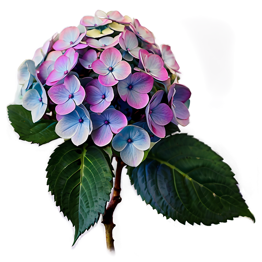 Period Hydrangea Cluster Png Trp