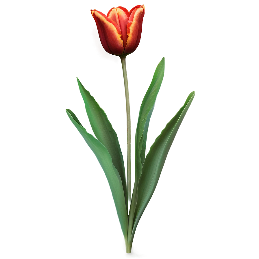 Period Piece Tulip Artwork Png 33