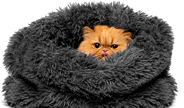 Persian Cat Cozyin Fluffy Blanket