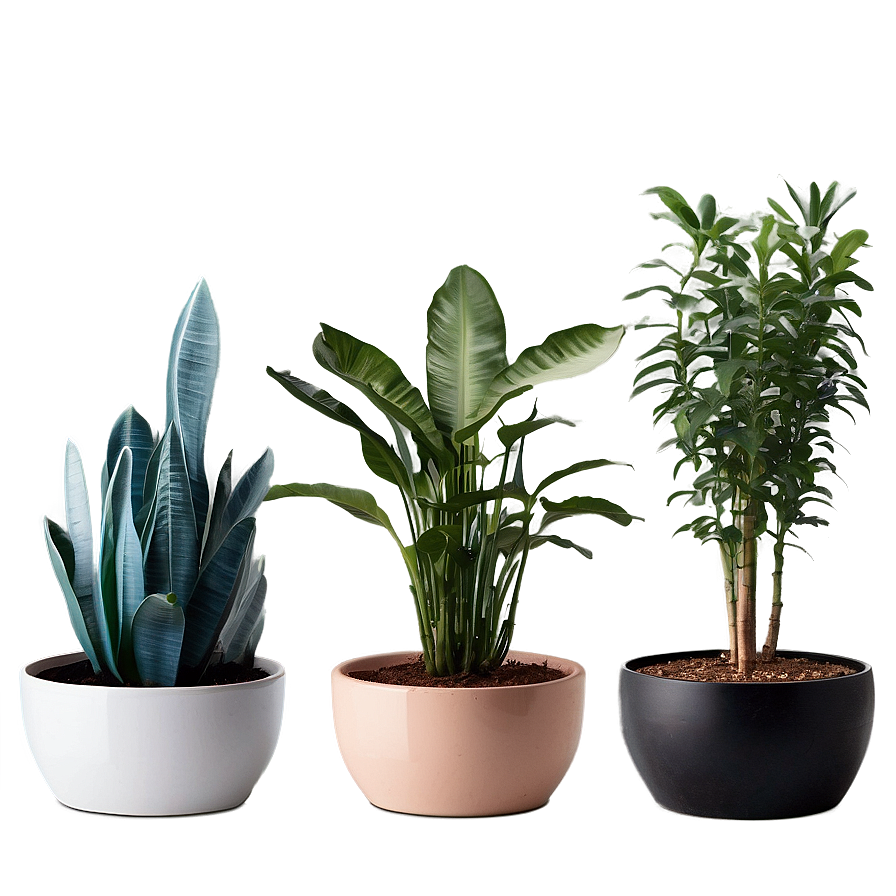 Pet-friendly Indoor Plants Png 06252024