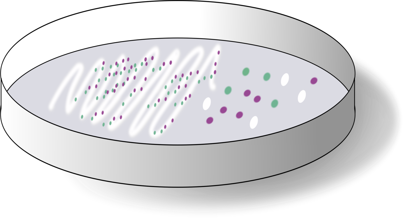 Petri Dish Bacterial Colonies