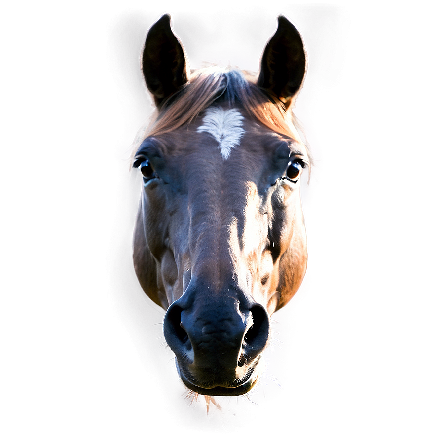 Photorealistic Horse Head Rendering Png 06122024