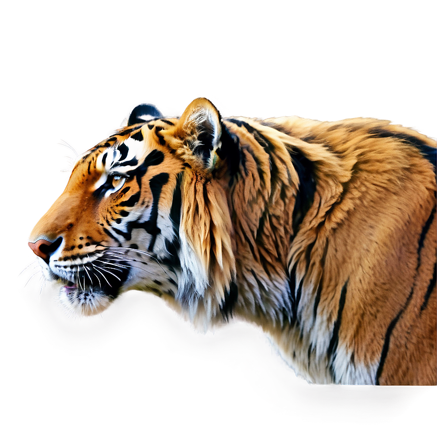 Photorealistic Tiger Face Close-up Png Yhk78