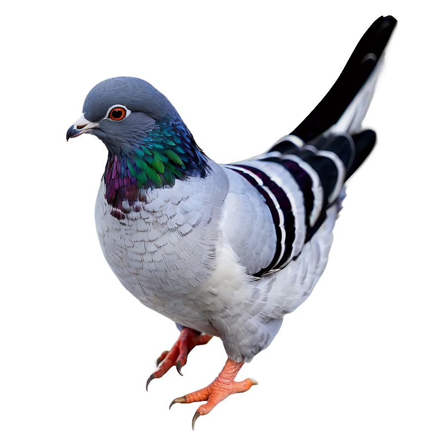 Pigeon Coop Png Bfx