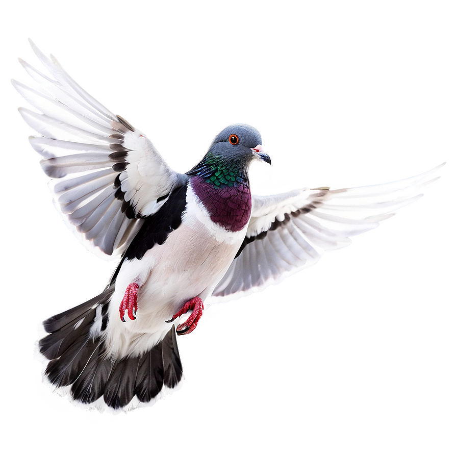 Pigeon Flying Png Fmu