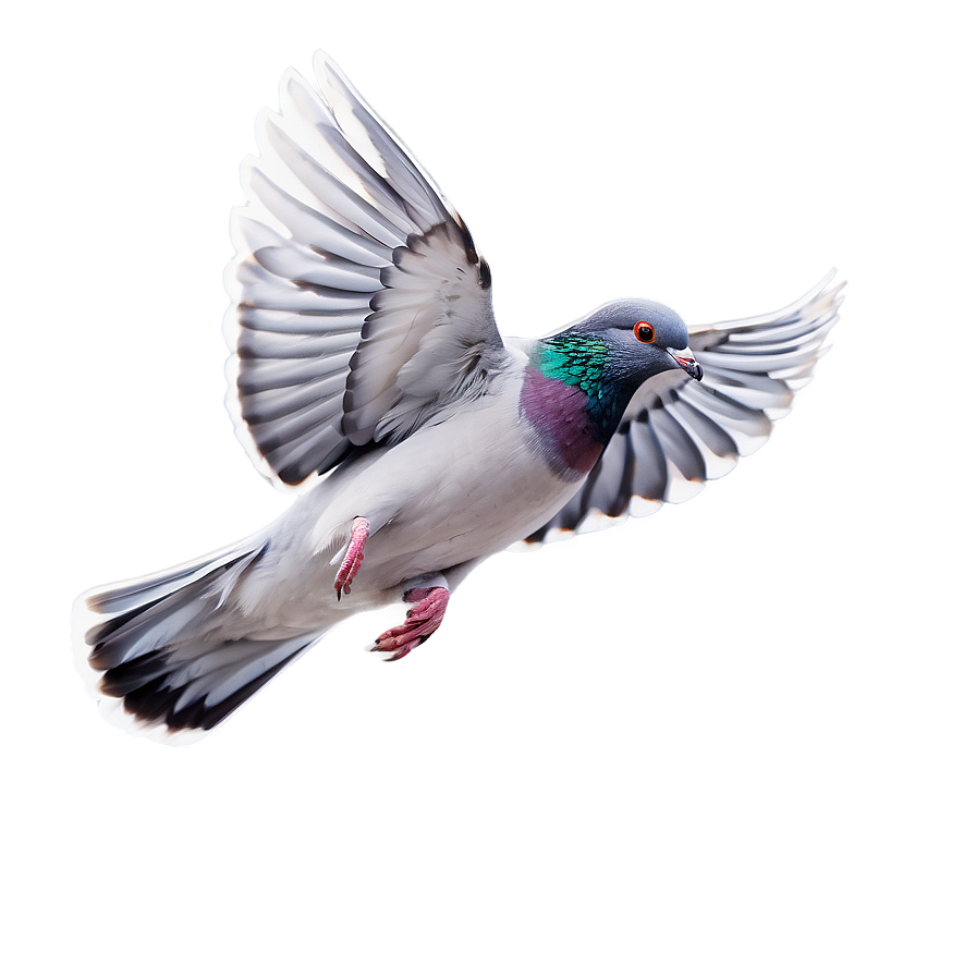 Pigeon In Flight Png 23