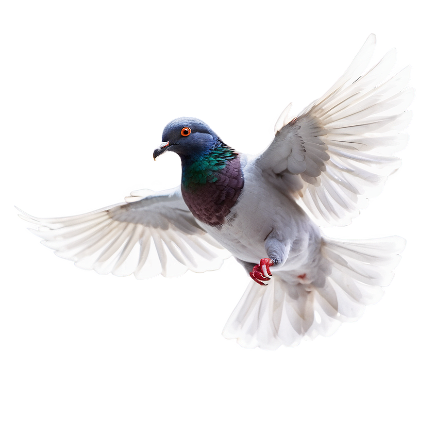 Pigeon In Flight Png Bfa41