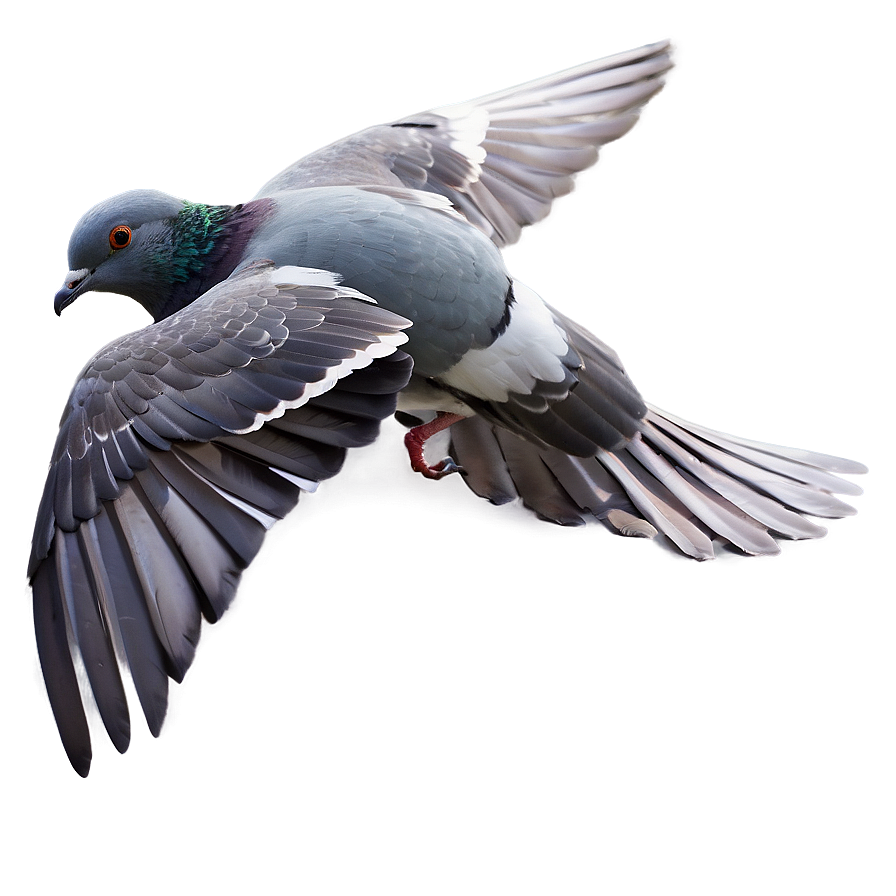 Pigeon In Flight Png Enb39