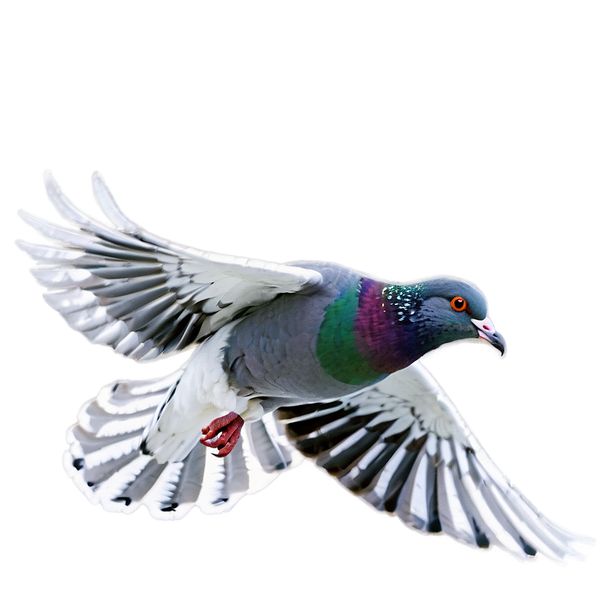 Pigeon In Flight Png Rcs