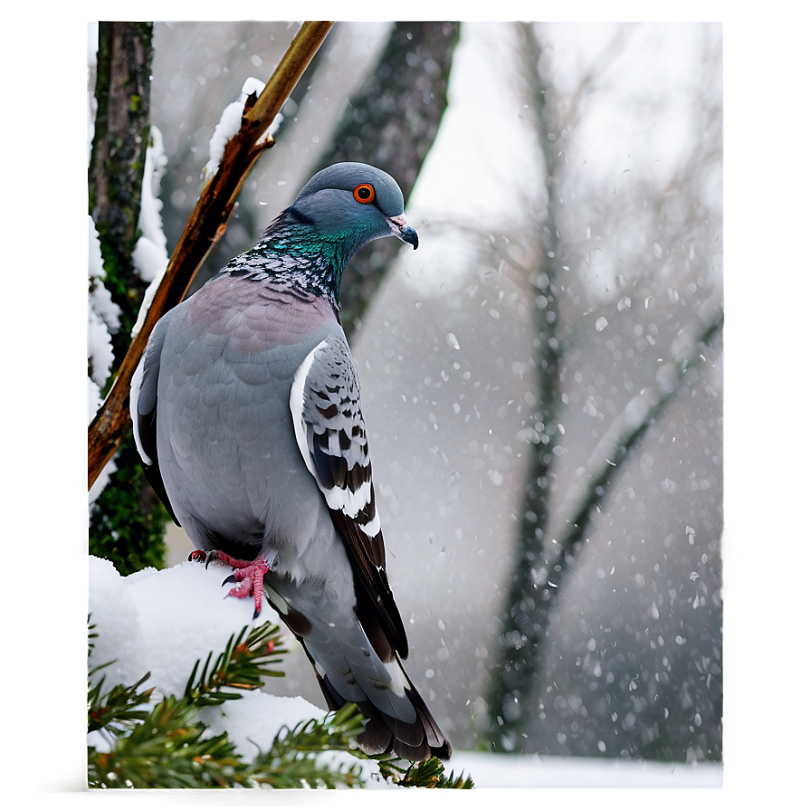 Pigeon In Snow Png 05242024