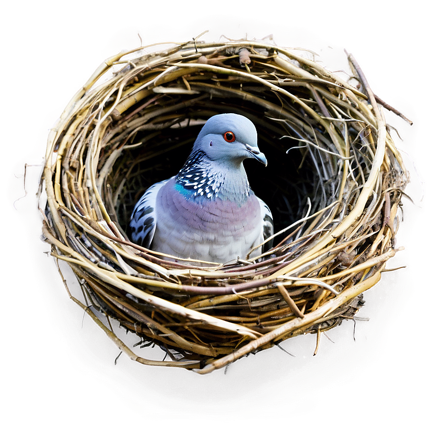 Pigeon Nest Png 9