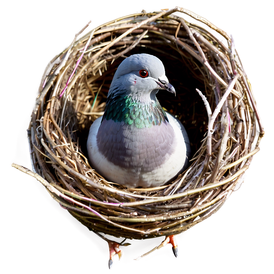 Pigeon Nest Png Fxh77