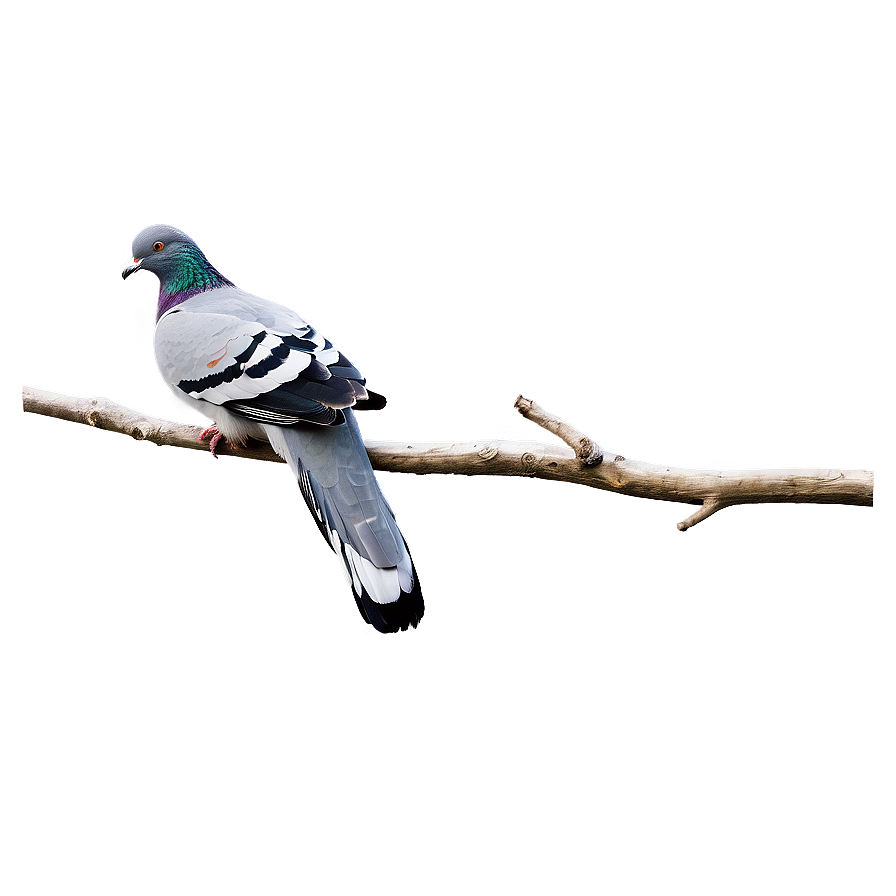 Pigeon On Branch Png 9