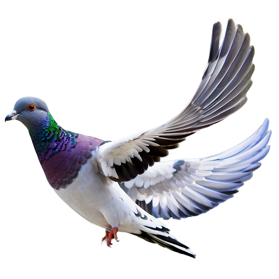 Pigeon Racing Png 38