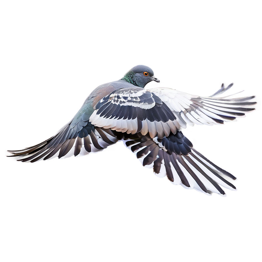 Pigeon Wings Spread Png 79
