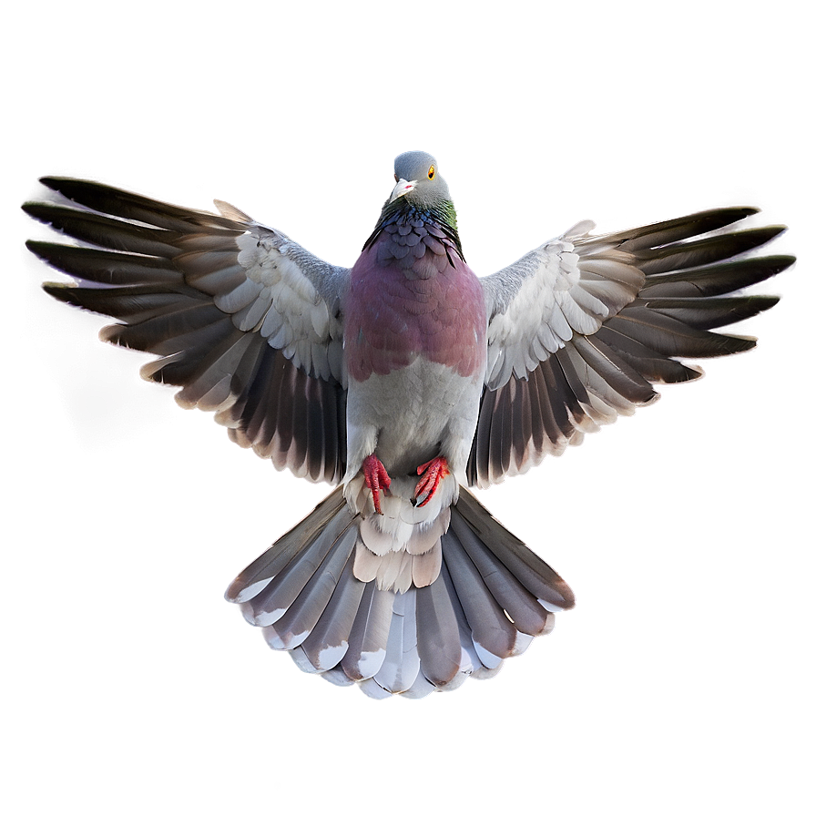 Pigeon Wings Spread Png 96