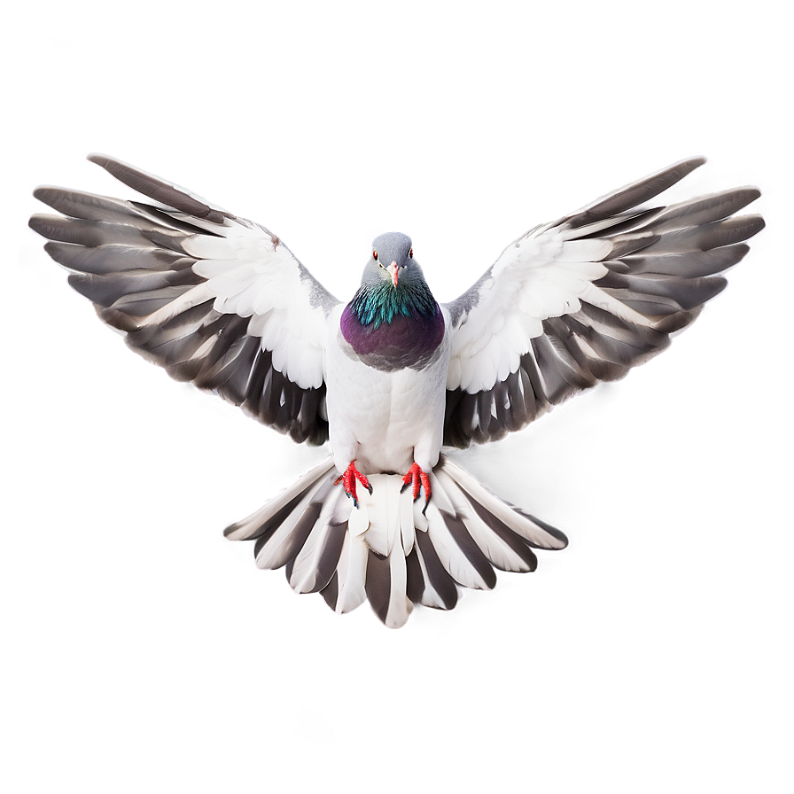 Pigeon Wings Spread Png Npr