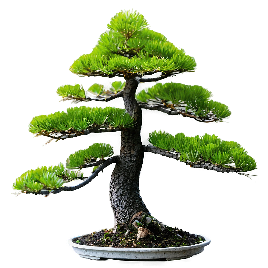 Pine Bonsai Tree Png Cja