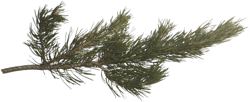 Pine Branch Isolated.png