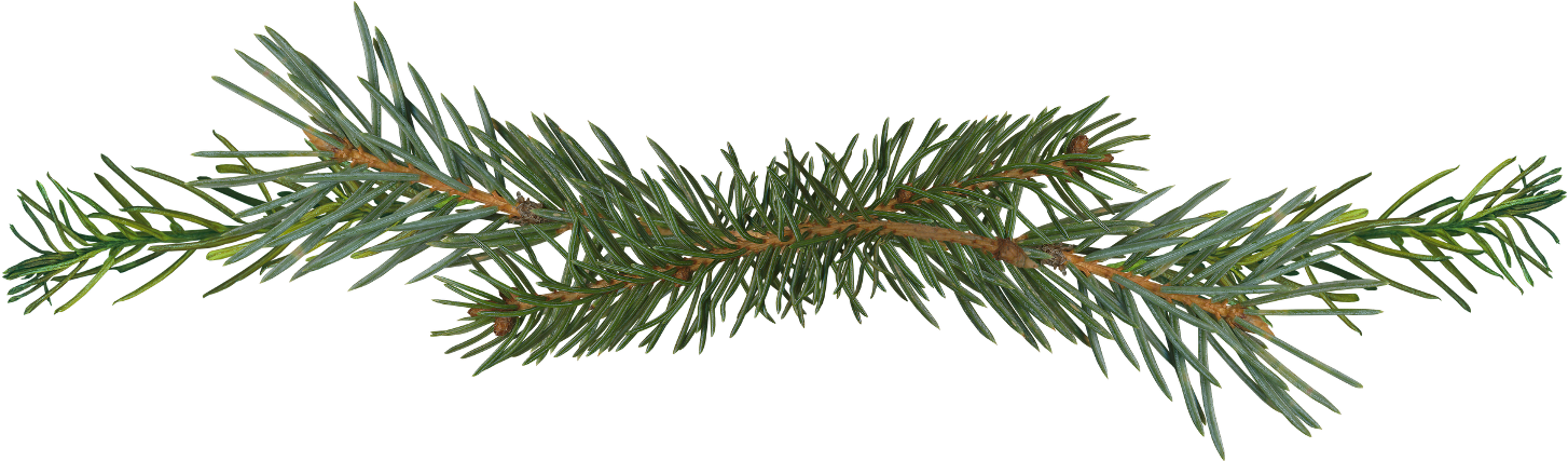 Pine Branch Isolated.png