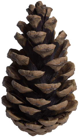 Pine Cone_ Closeup_ Texture