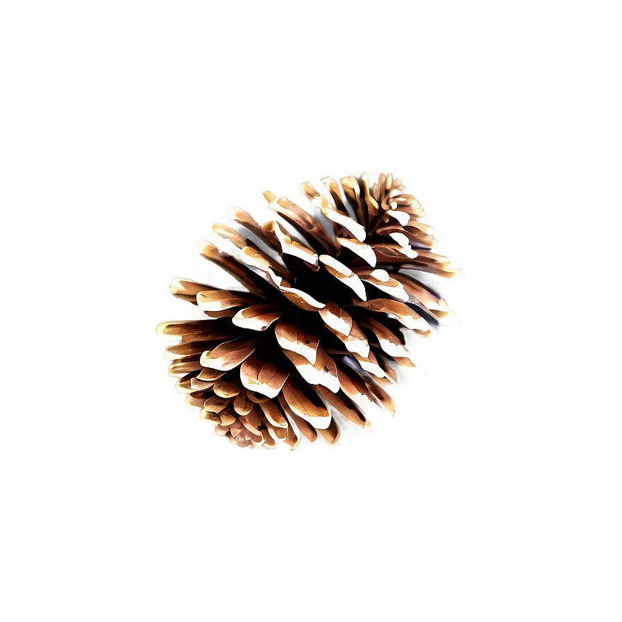 Pine Cone Outline Png 06202024