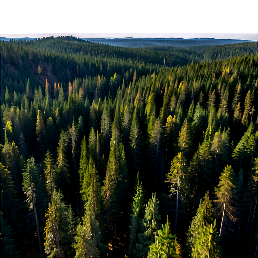 Pine Forest Aerial View Png 06132024