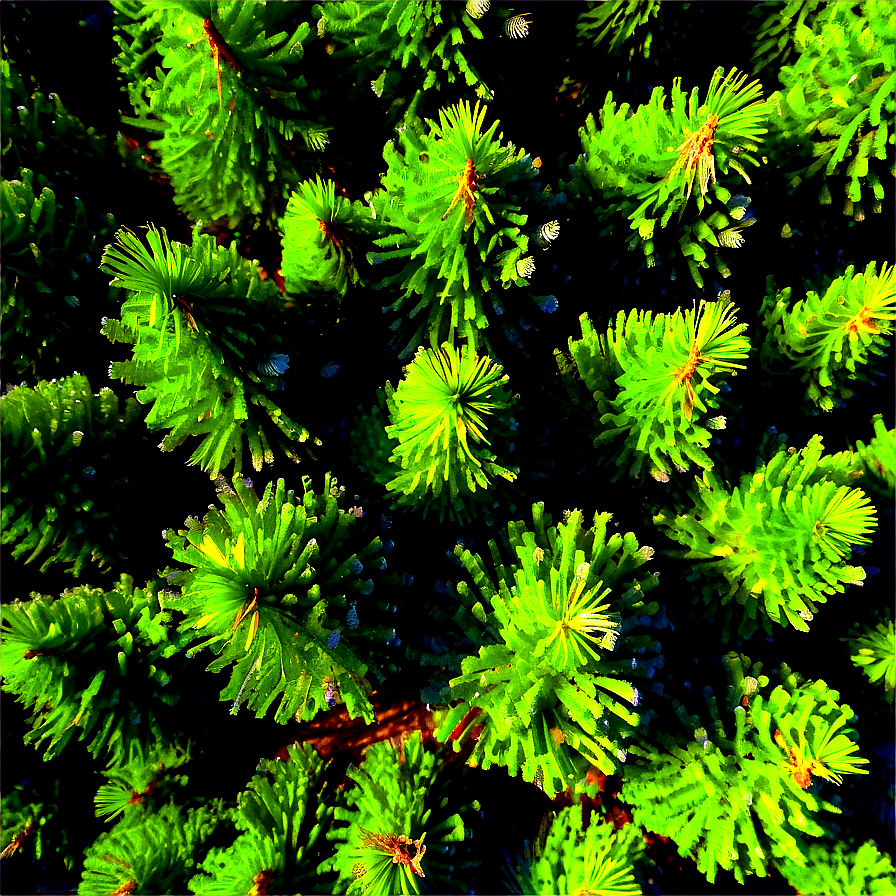 Pine Forest Aerial View Png 06262024