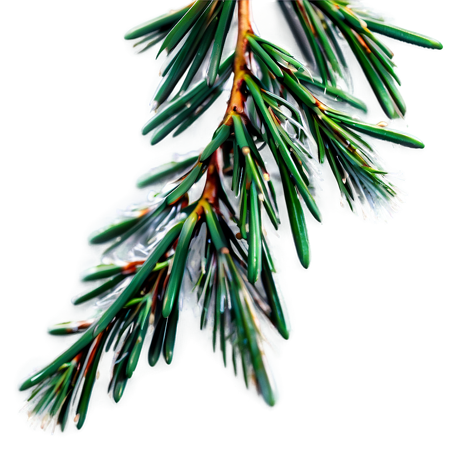 Pine Needle Close-up Png Wfr