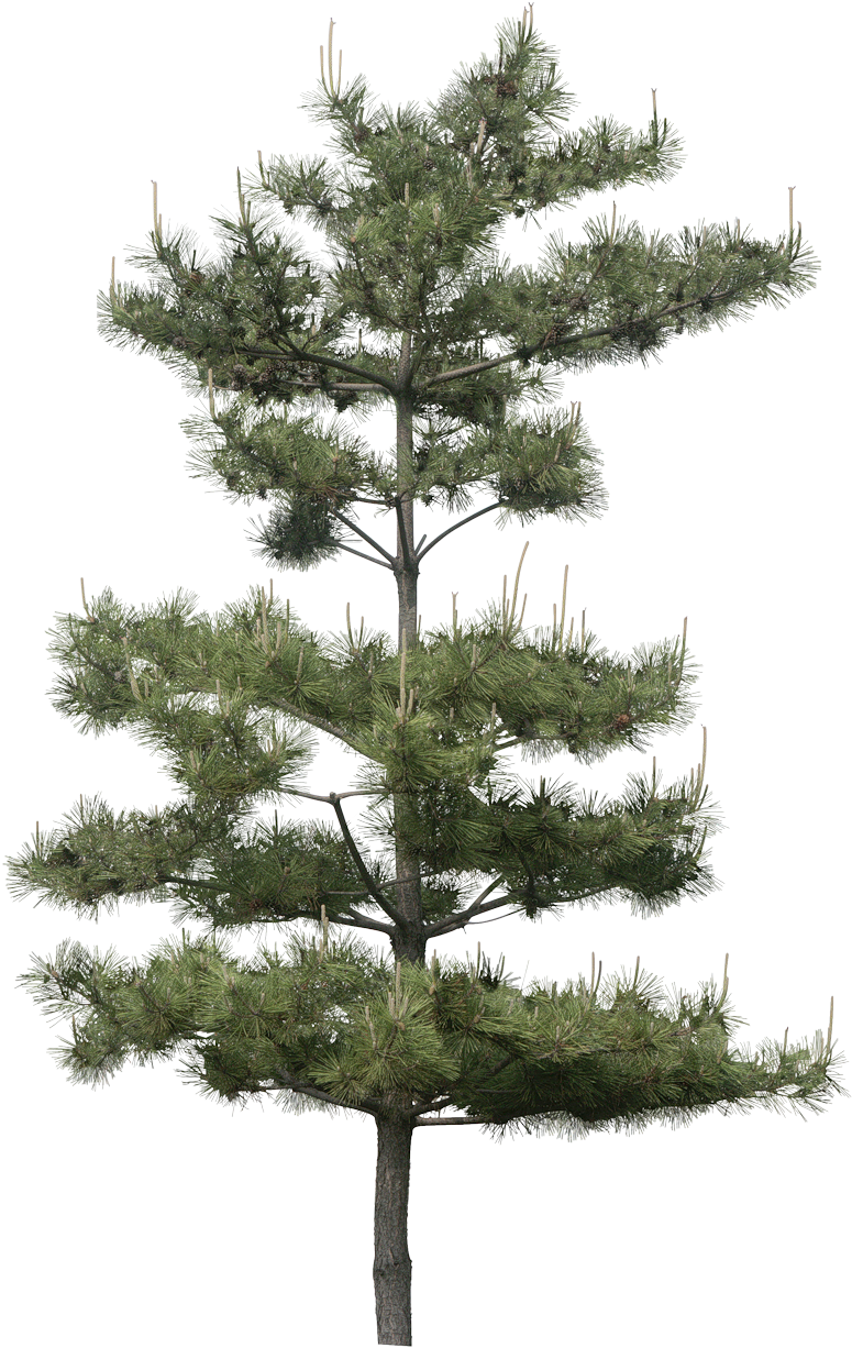 Pine Tree Isolatedon Transparent Background.png