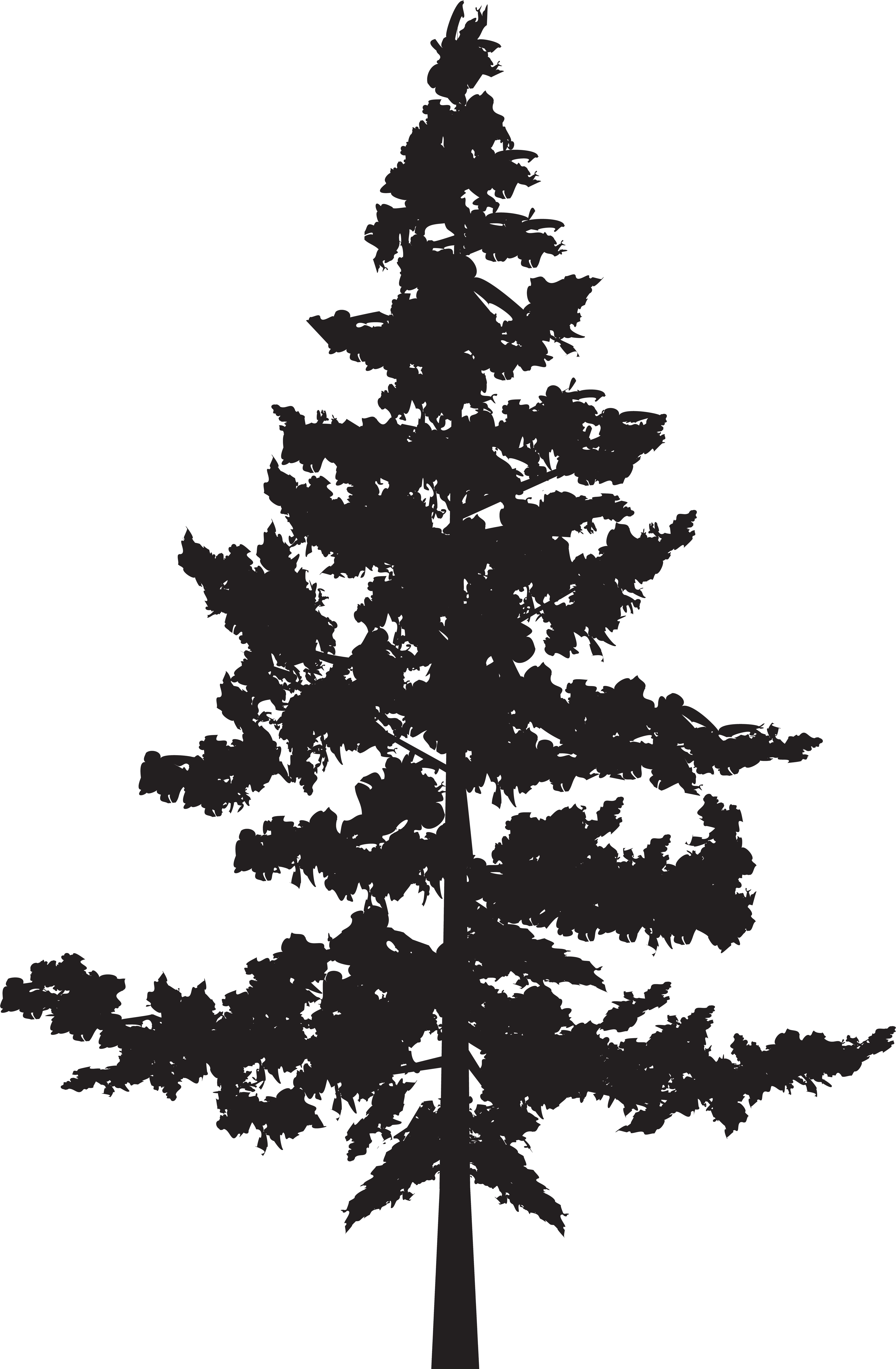 Pine Tree Silhouette Graphic