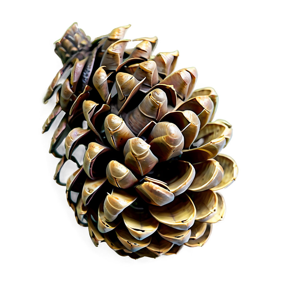 Pinecone In Wild Forest Png 29